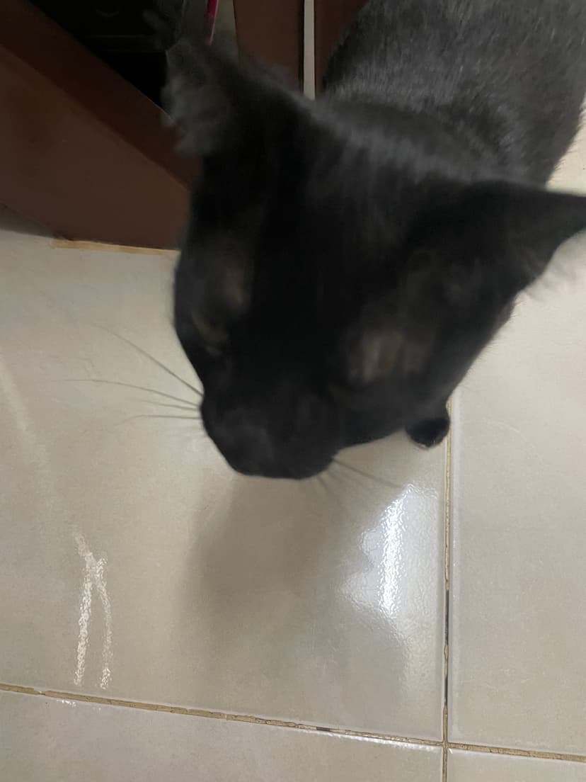 본문 이미지 13